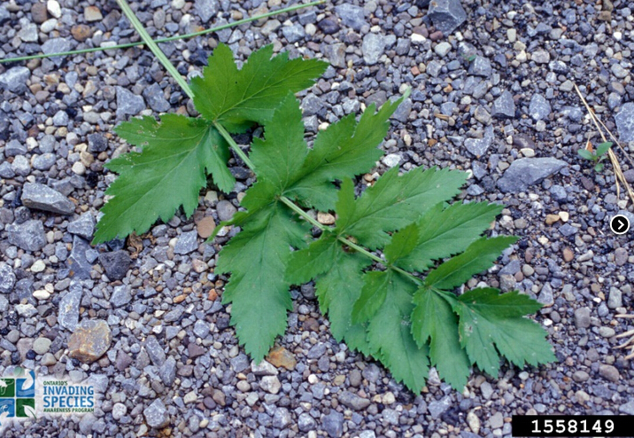 pasnip leaf