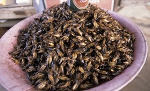 Plate of fried crickets. A delicacy in Cambodia
