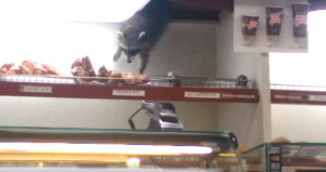 raccoon-doughnut-thief