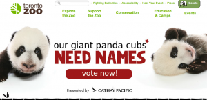 vote names for panda cubs