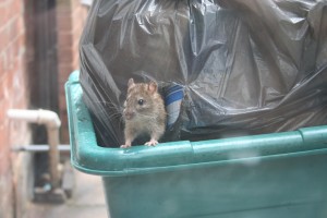Rat-in-garbage-bag