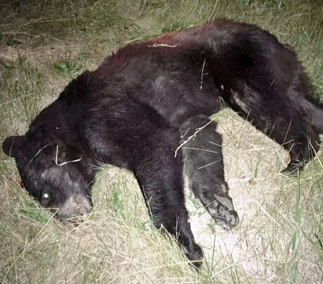 dead bear