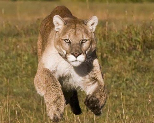 cougar2