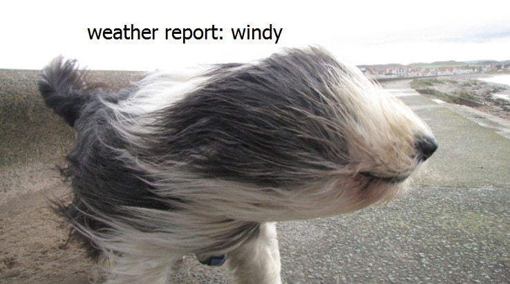 windy