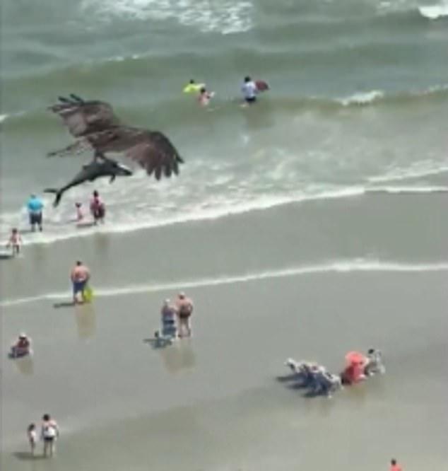 活久见！美国海滩惊现“老鹰抓鲨鱼”，游客们抬头望天全傻眼